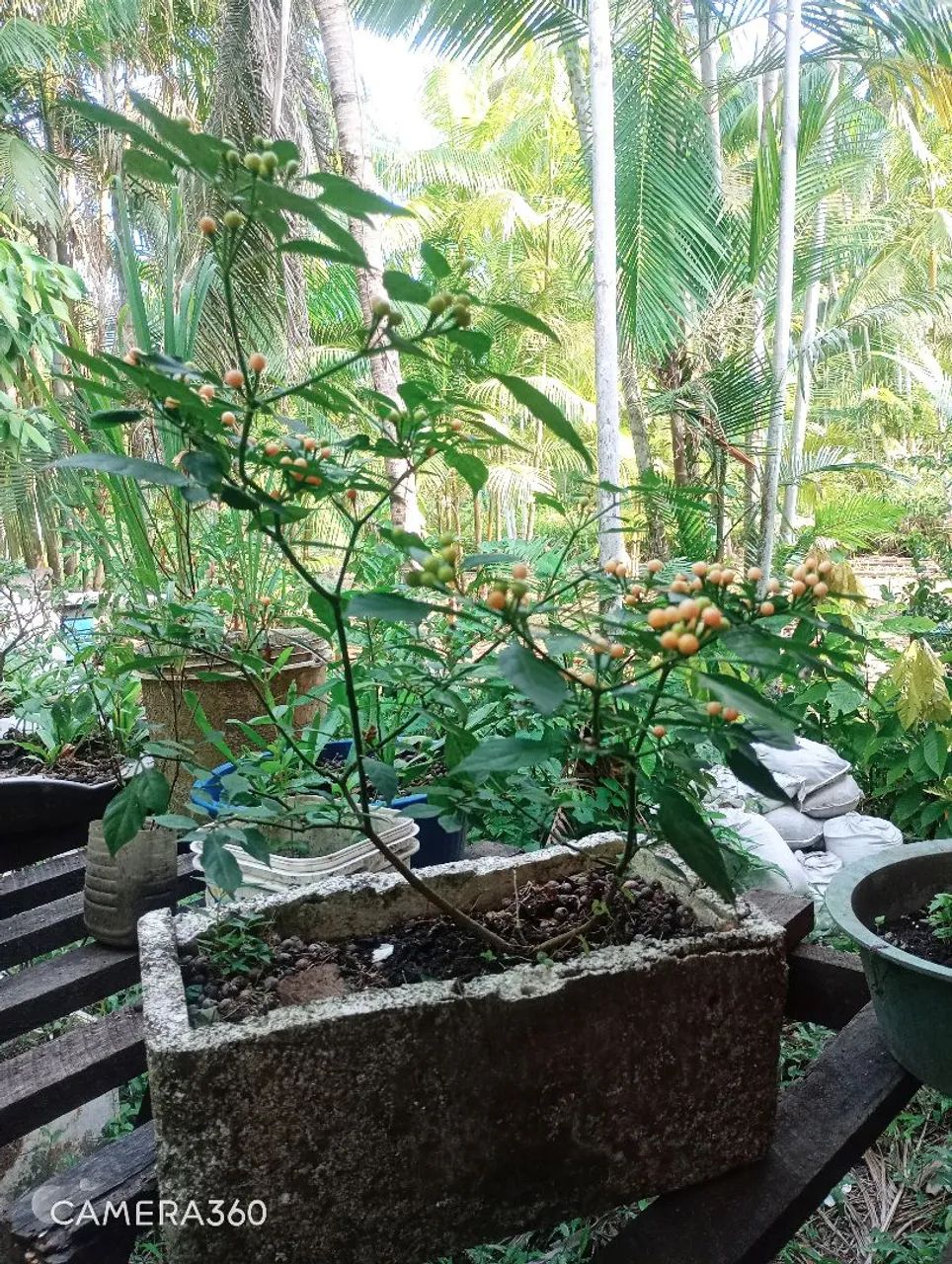 Pimenta chumbinho 