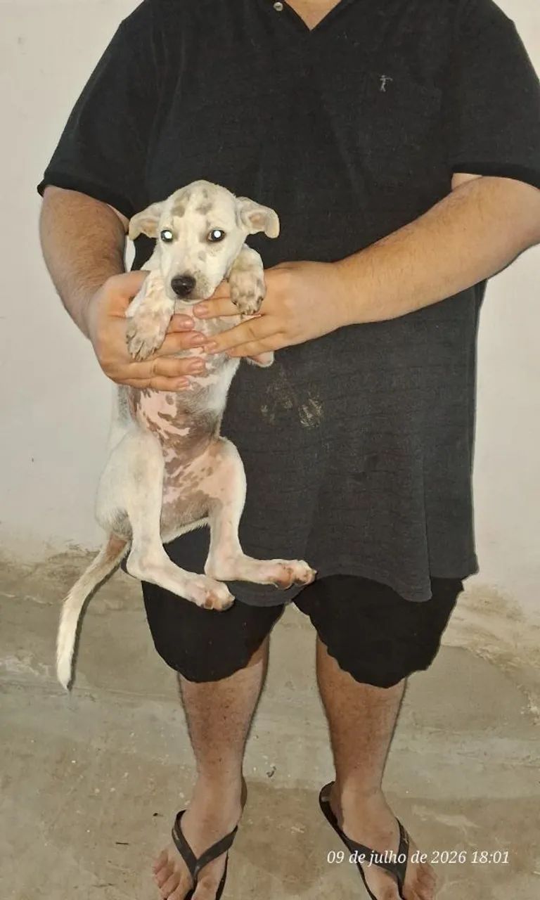 Doação de filhotinho macho - Foto 2