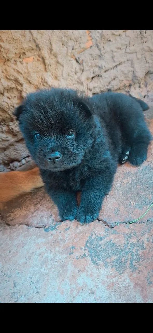 Filhotes de chow-chow  - Foto 5