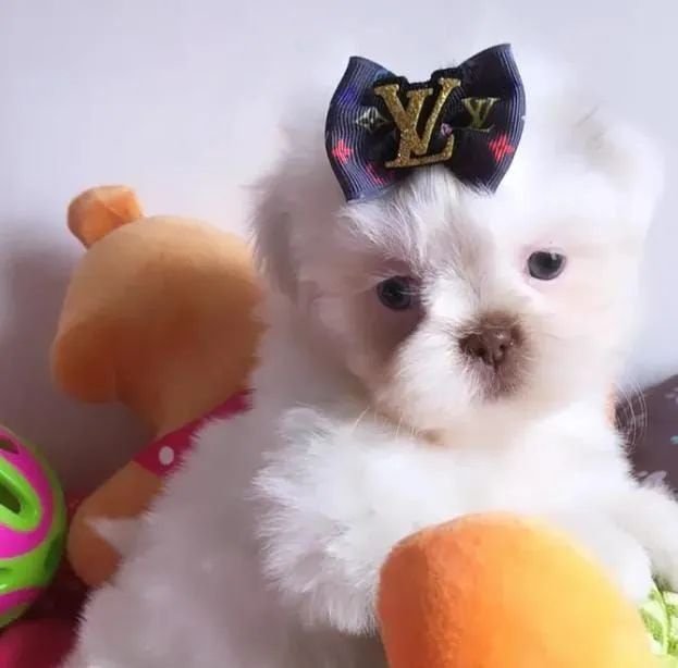 Shihtzu disponíveis para reserva  - Foto 3