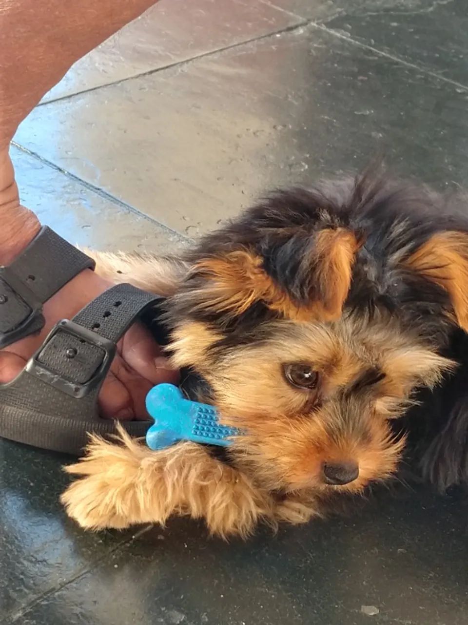 Yorkshire terrier