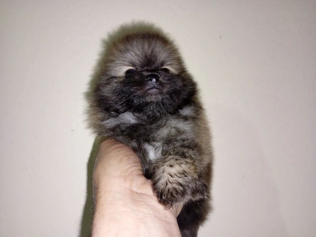 Lulu da Pomerânia  - Foto 2