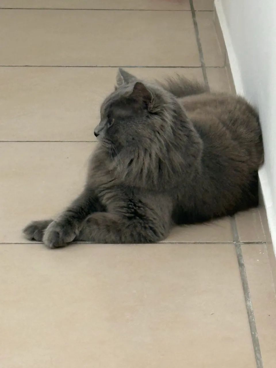 Adoção de gatinho  - Foto 3