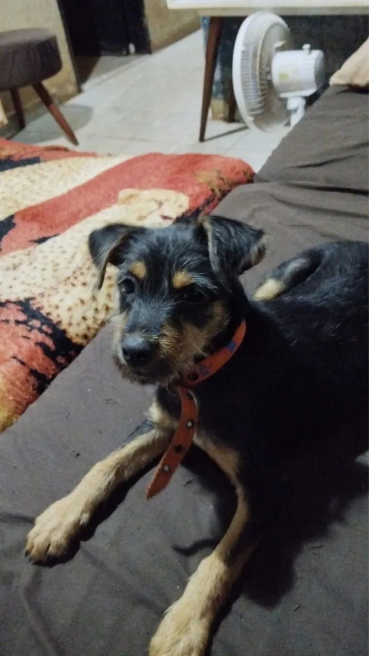 Adoção responsável  - Foto 2