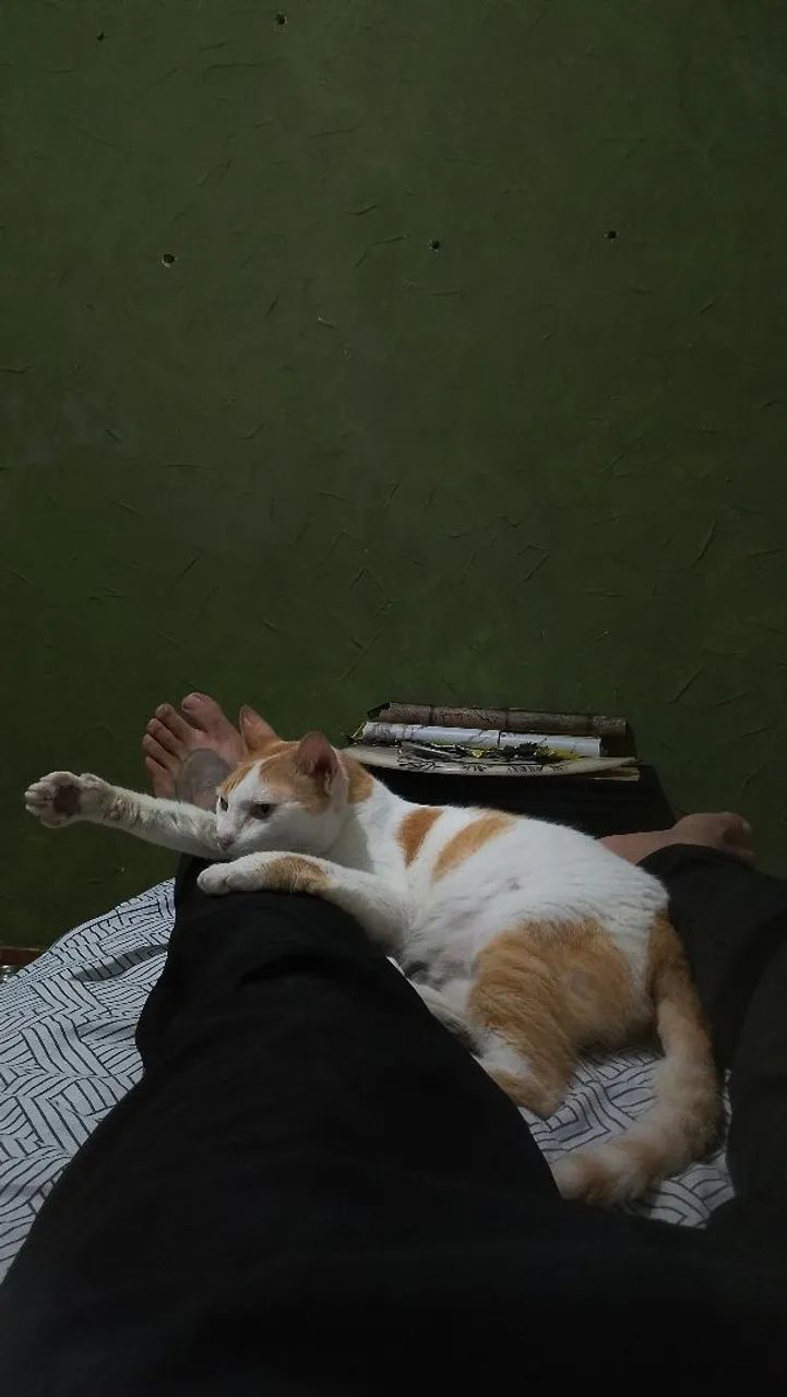 ADOÇÃO RESPONSÁVEL  - Foto 3