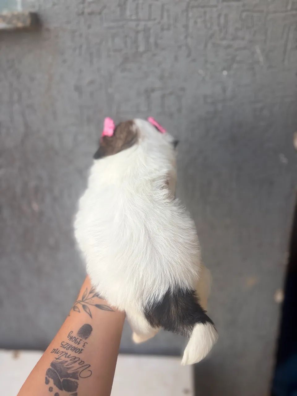 Fêmea shitsu disponível  - Foto 4