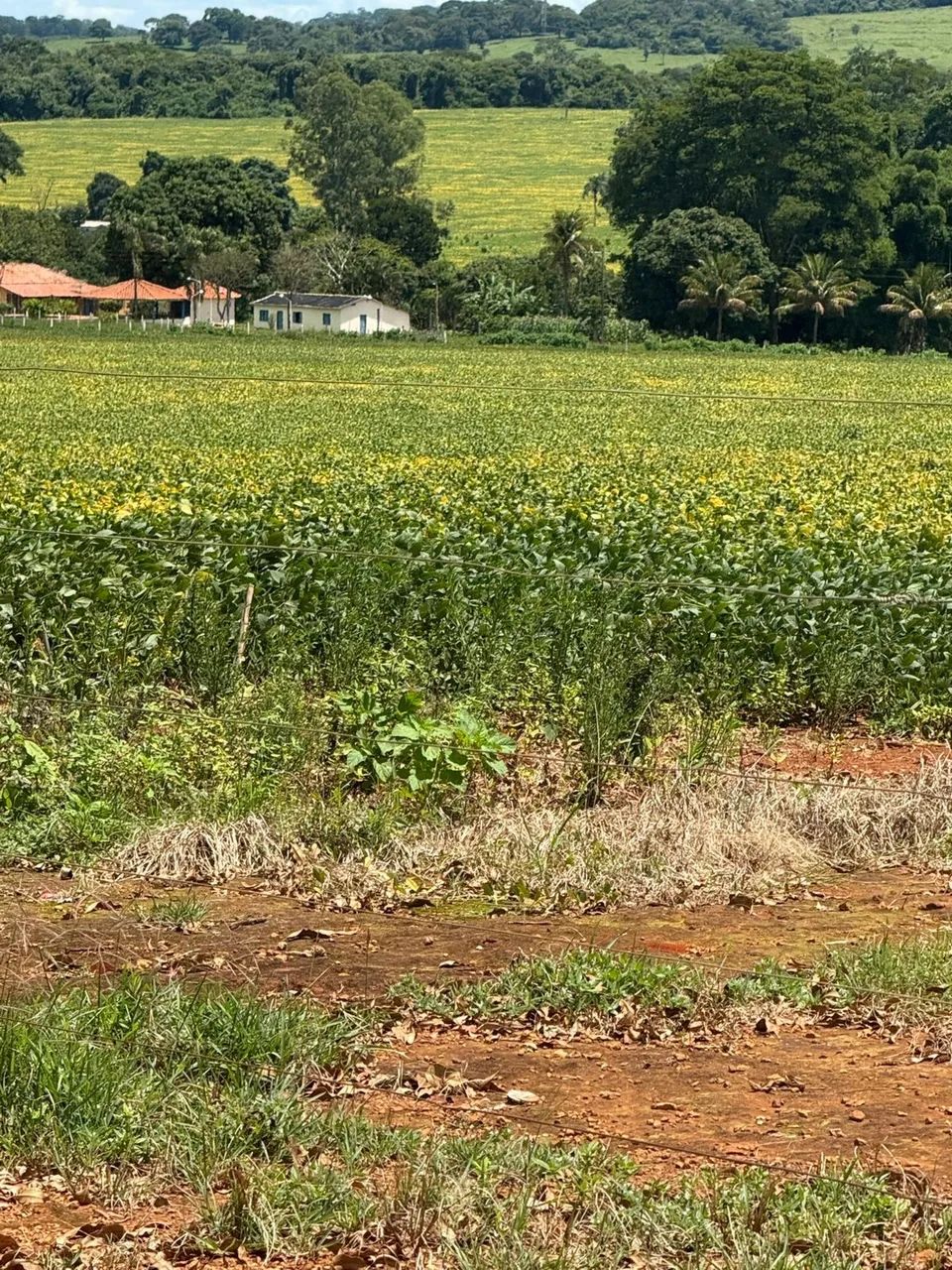 Fazenda Goianapolis - Foto 5