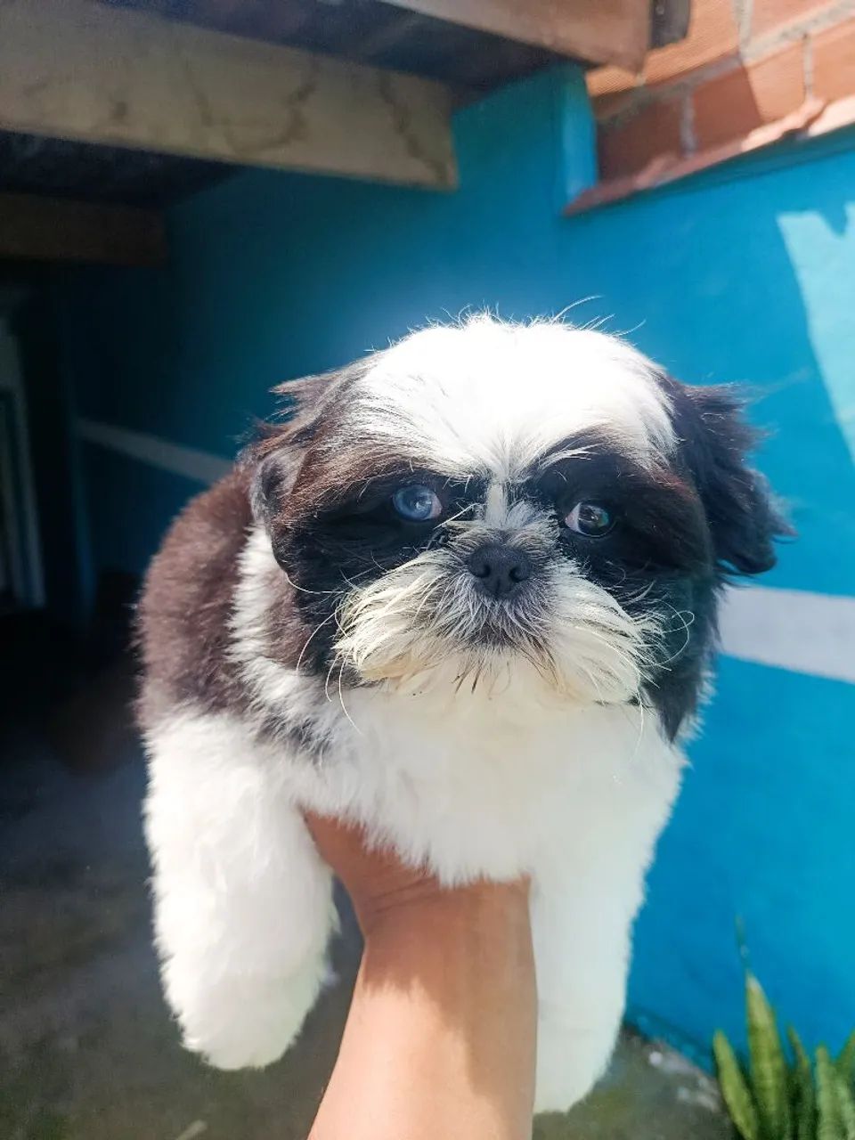 Shih tzu Macho  - Foto 4