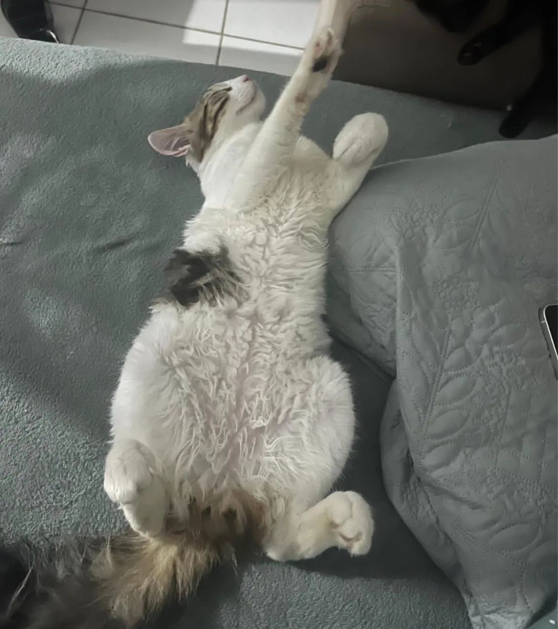 ? Doação Responsável - Dois Gatos Machos ?