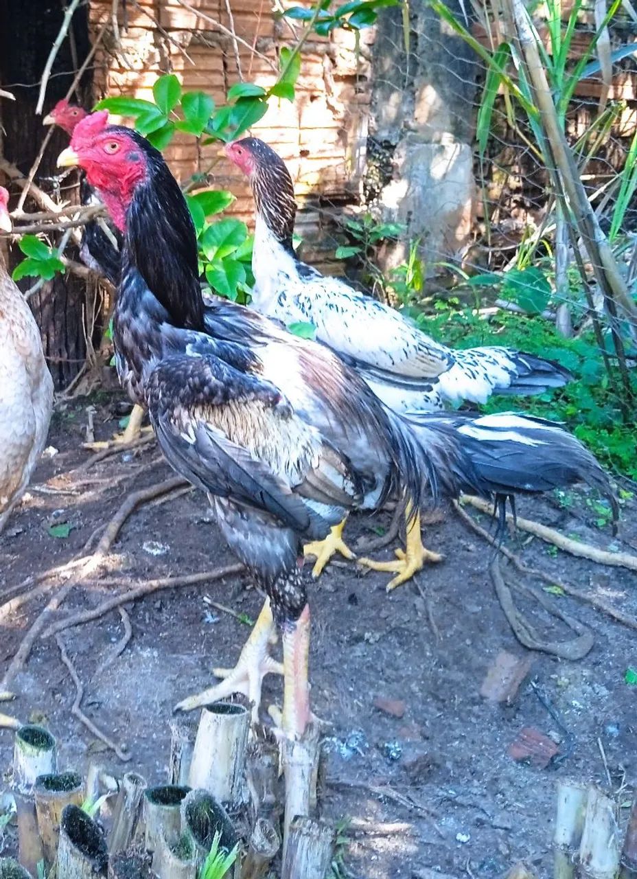Frango índio gigante  - Foto 3