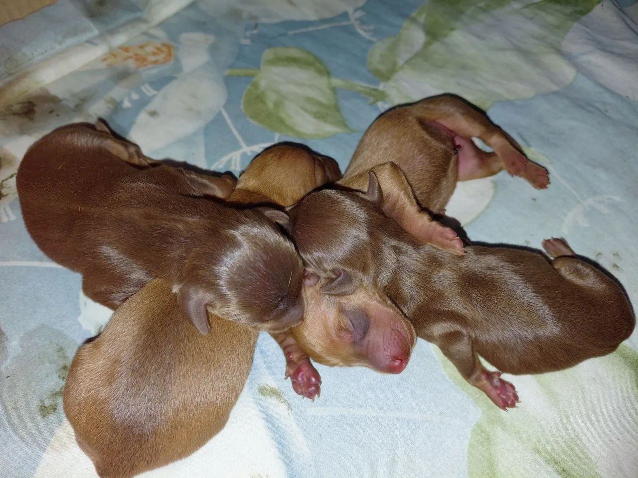 Cachorrinhos dachshund  - Foto 2