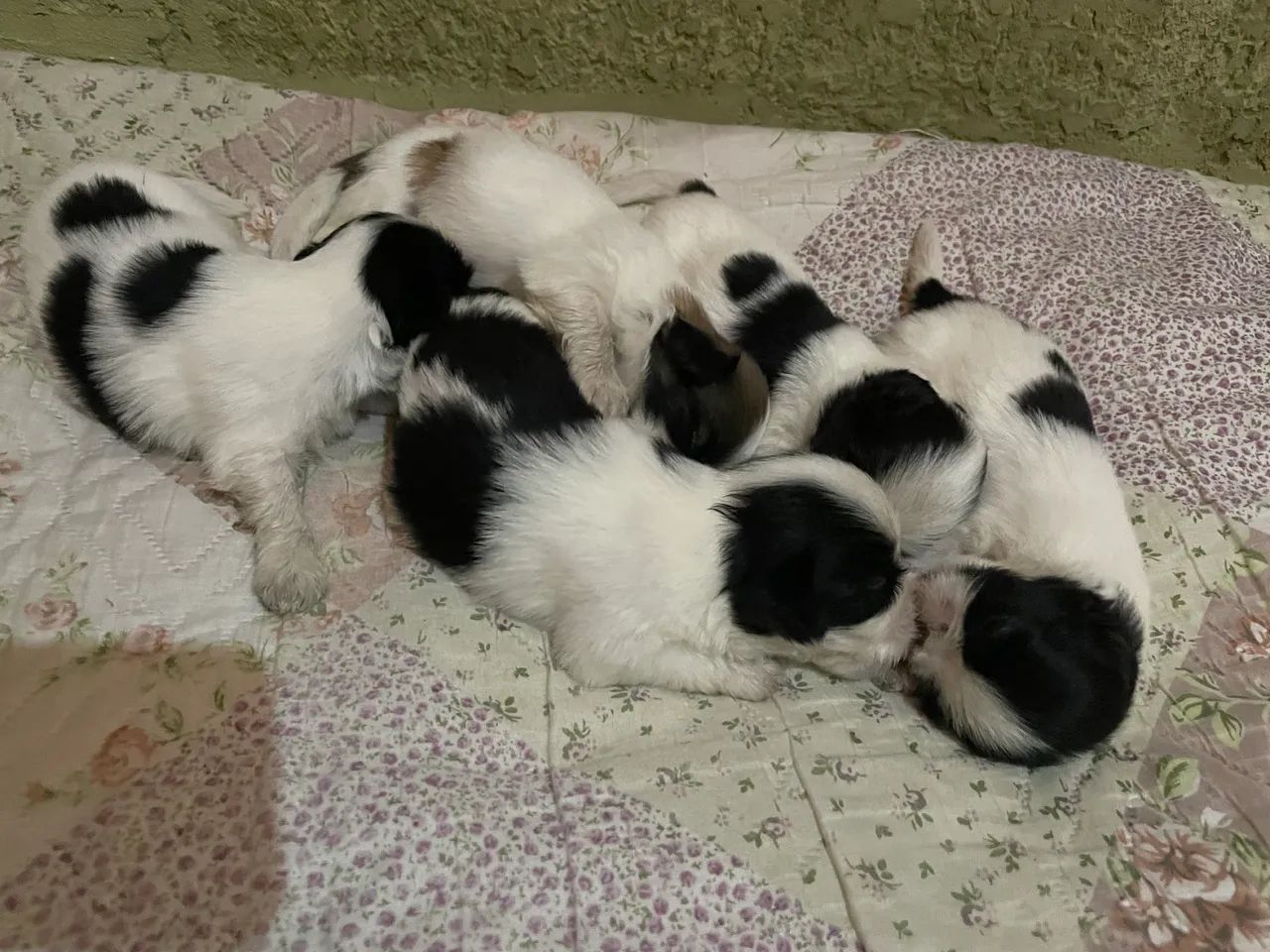Cachorros raça shitzu. - Foto 2