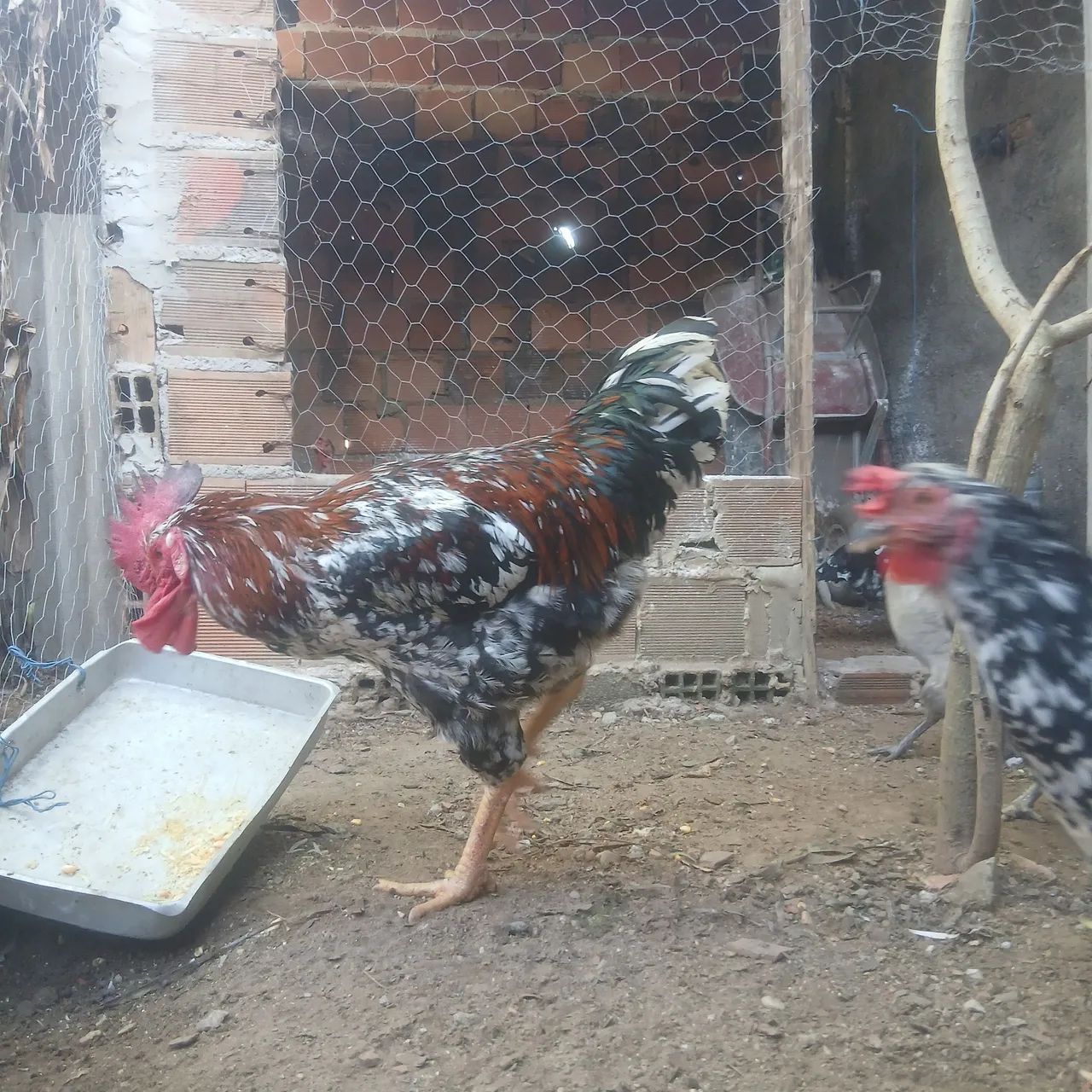 Tenho casal de galinha balão  - Foto 5
