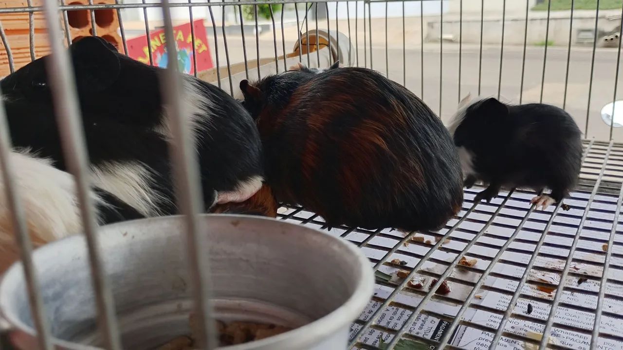 Porquinho da índia  - Foto 3