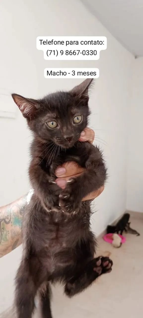 A procura de uma família ( doação) - Foto 2