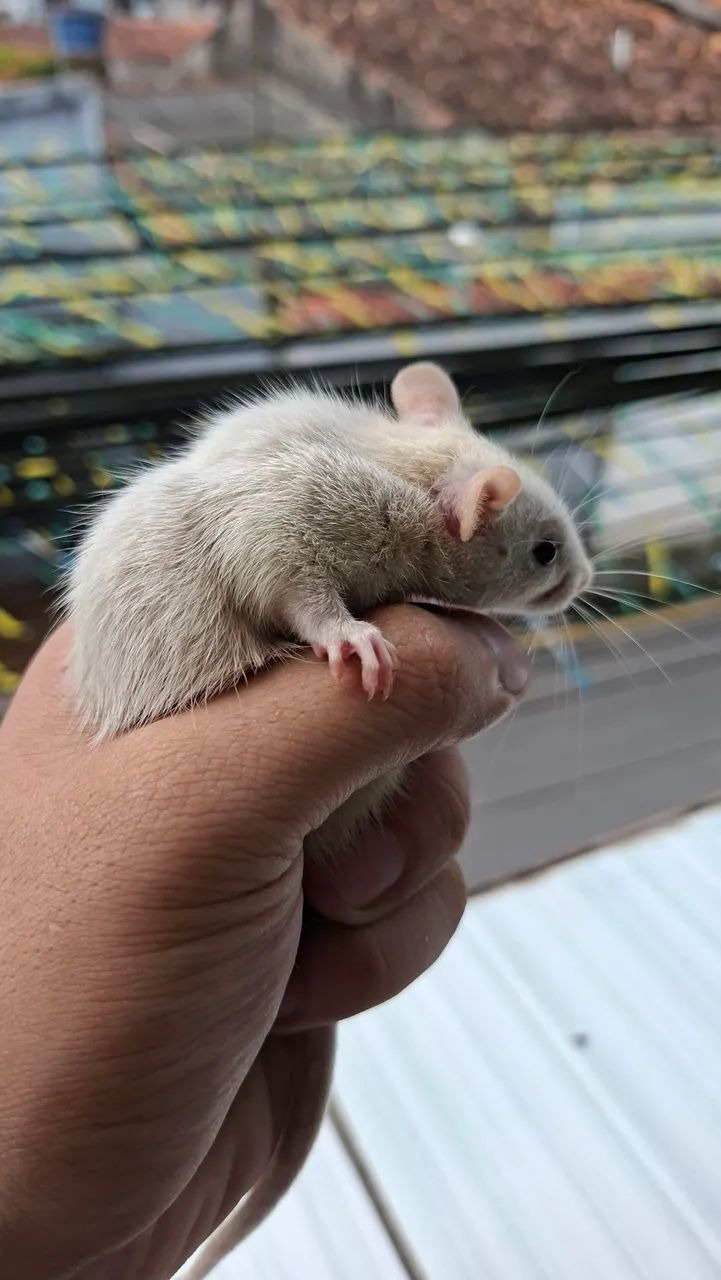 Rato twister  - Foto 6