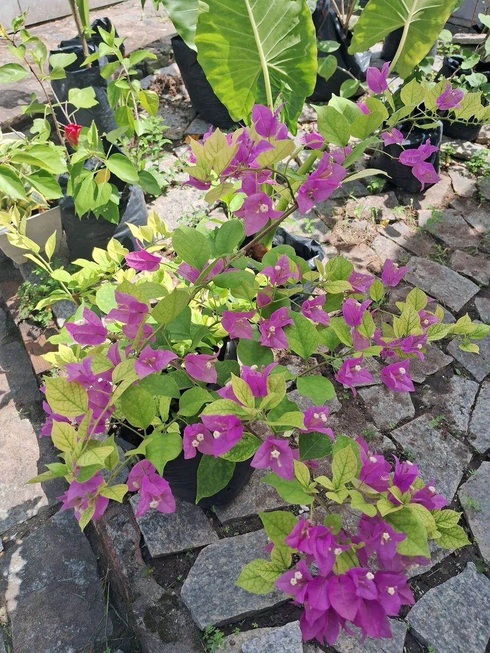 Jardim 
