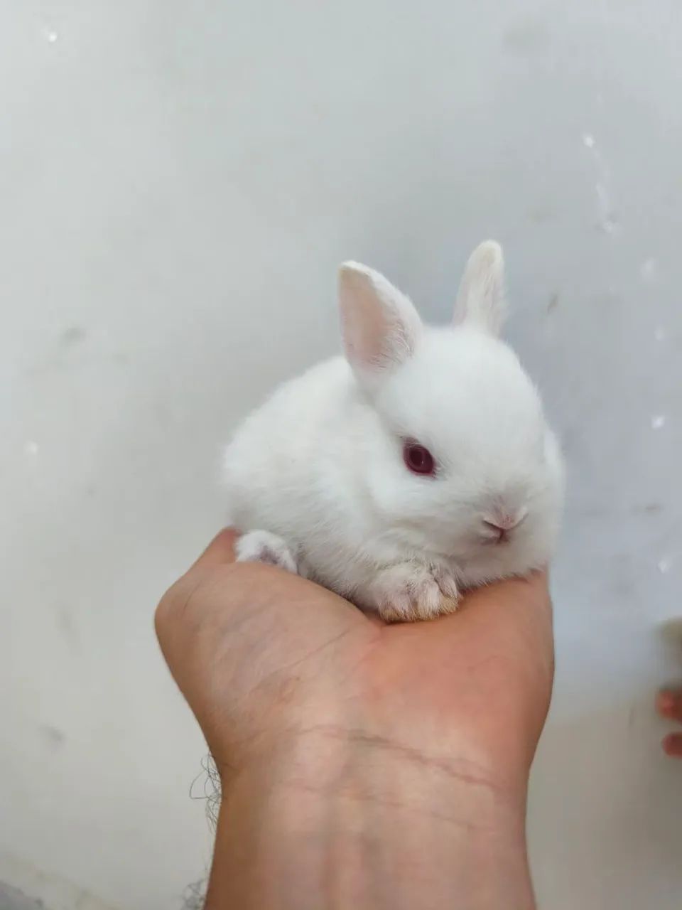 Mini coelho  - Foto 4