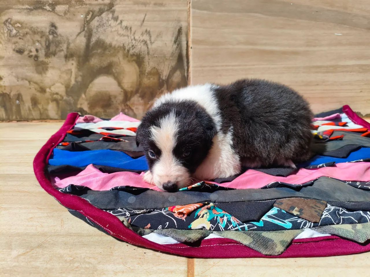 Filhotes cachorro boder collie  - Foto 5