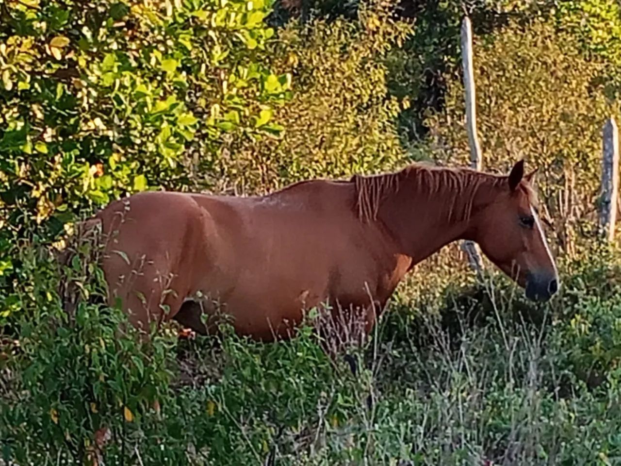 Vende-se égua  linda Castanha - Ótima Oportunidade - Foto 4