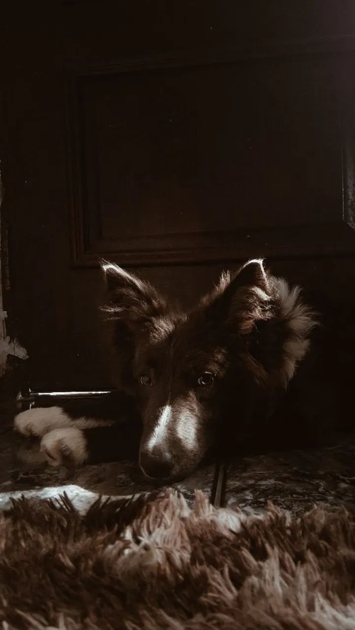 Border Collie - Macho - Foto 4