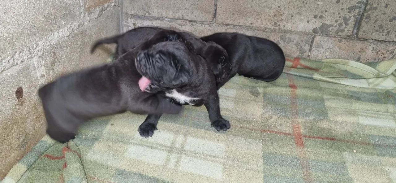 Cane Corso Italiano  - Foto 3