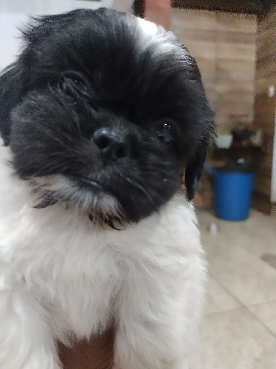Vendo filhotes de Shitzu  - Foto 5