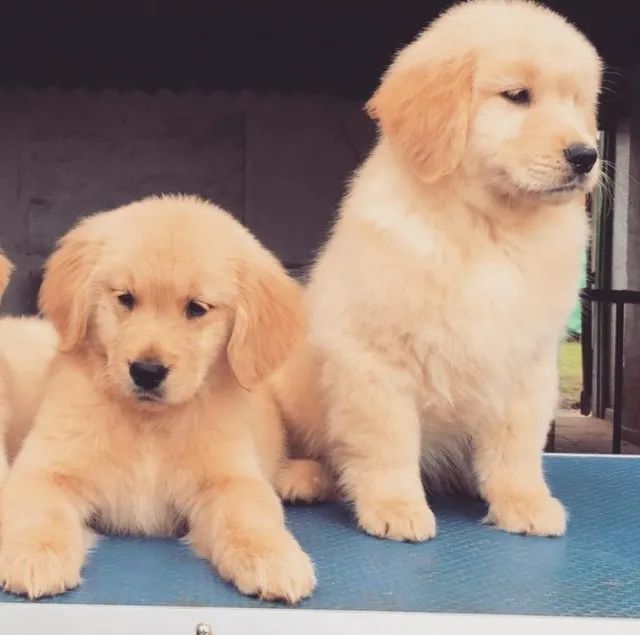 Filhotes de Golden Retriever | Patinhas cheias de amor verdadeiro!