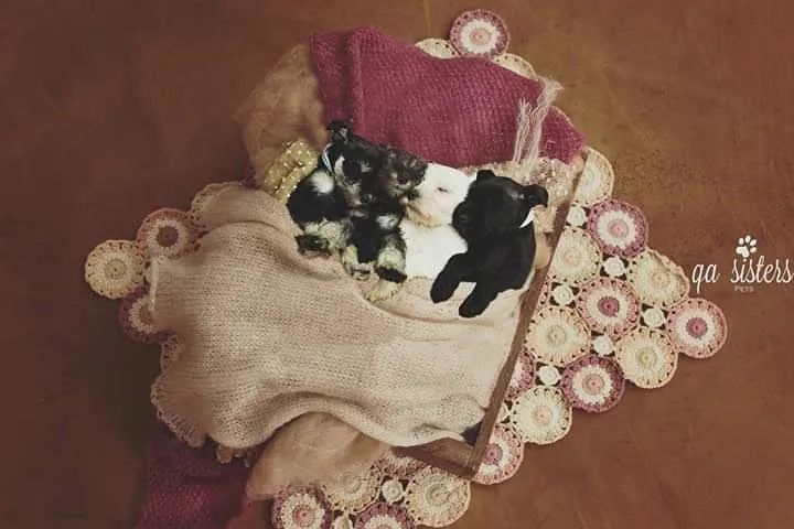 Schnauzer miniatura  - Foto 5