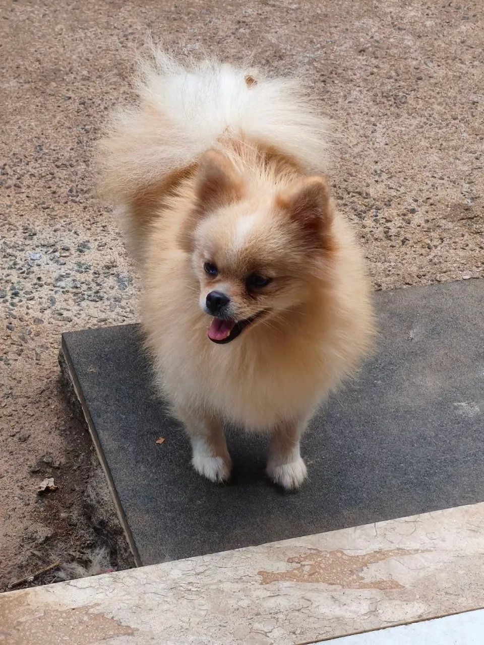 Spitz Alemão Macho - Foto 3