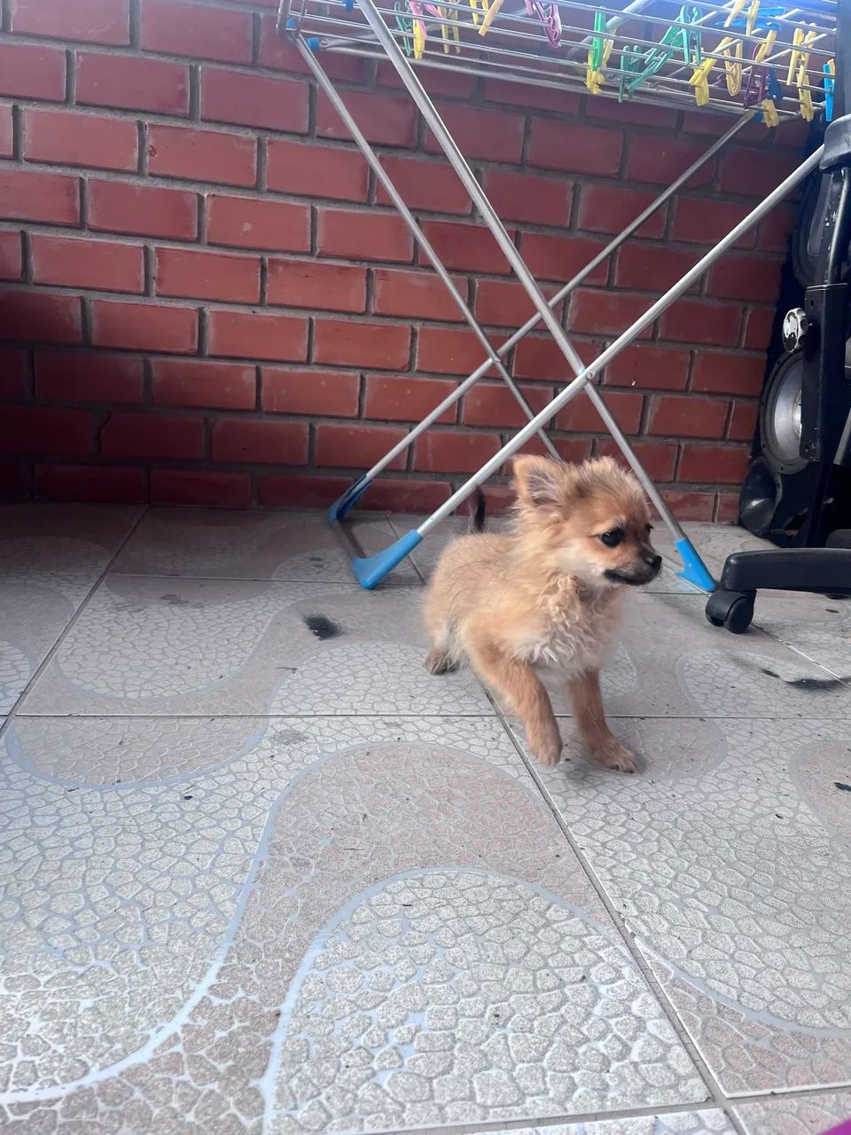 Spitz macho na troca de pelos  - Foto 3