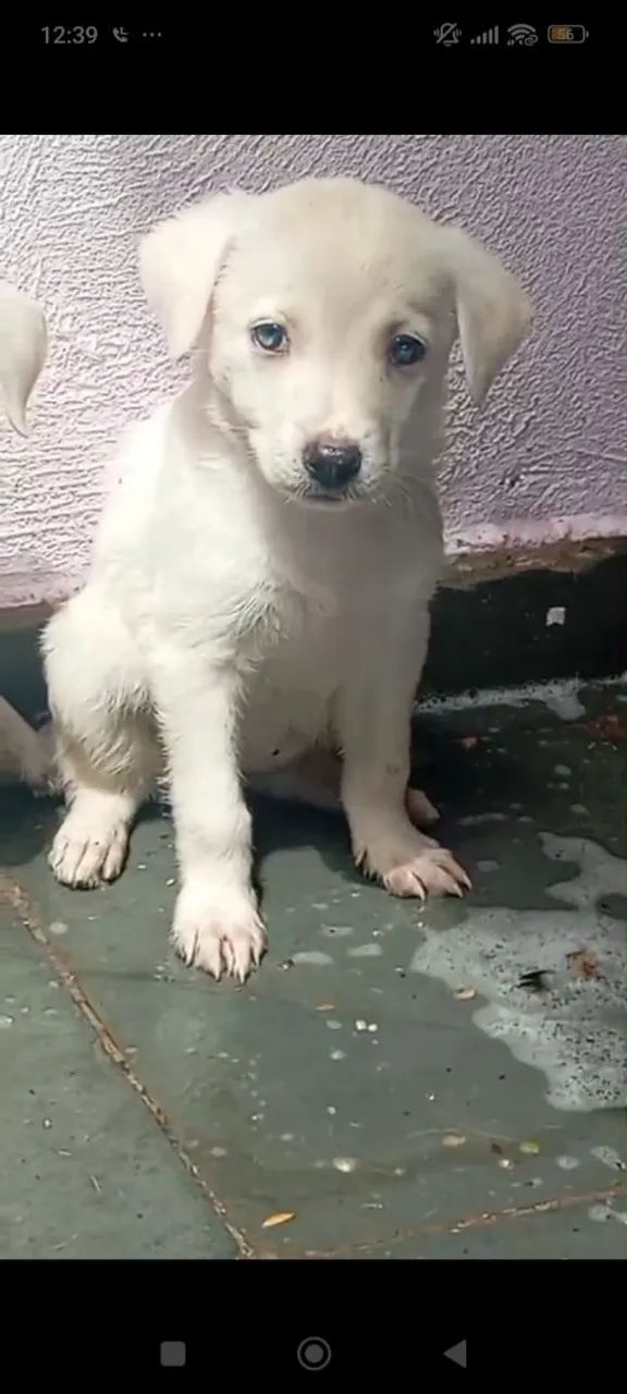 Filhotes de labrador puro 