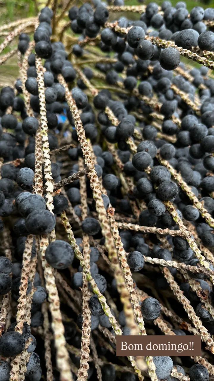 Saca de açaí em Caroço - 50 kgs - Ótima Qualidade - Foto 3