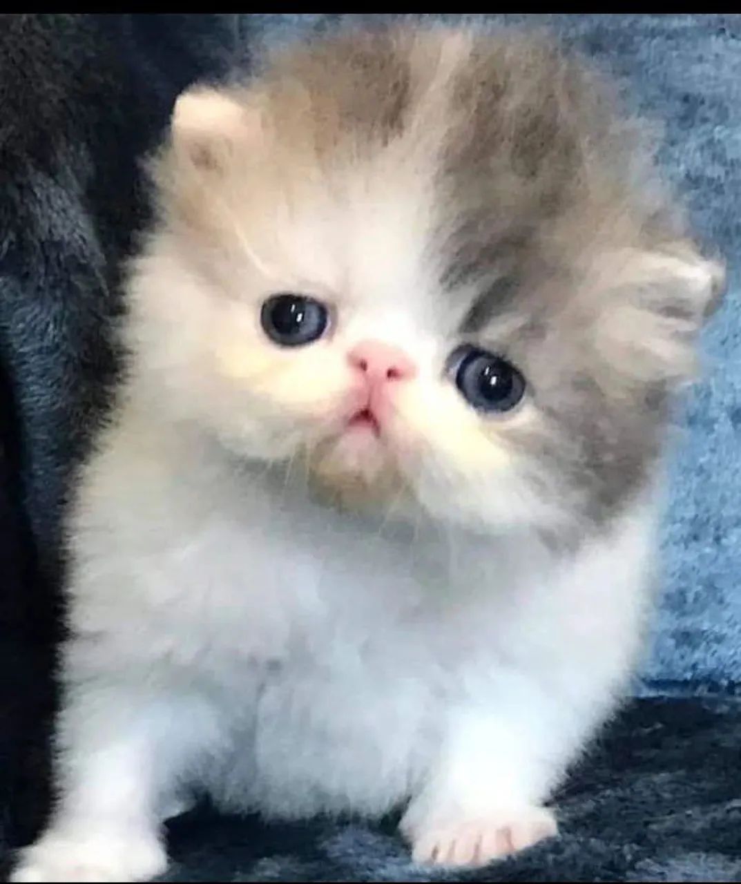 Gato persa snow  GATO Fêmea ? *