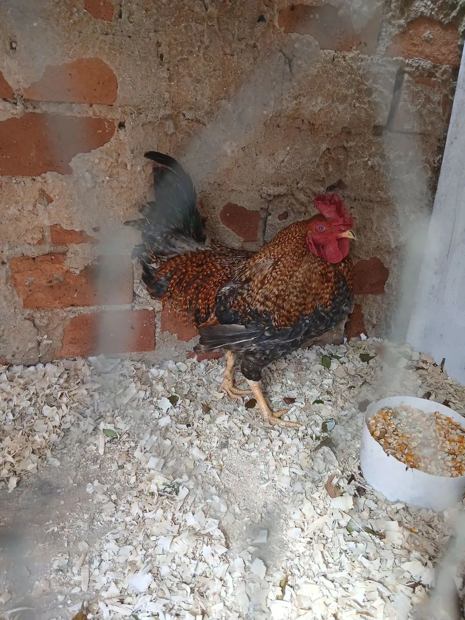 Galos