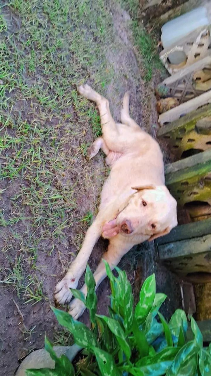 Labrador para adoção responsavel - Foto 4