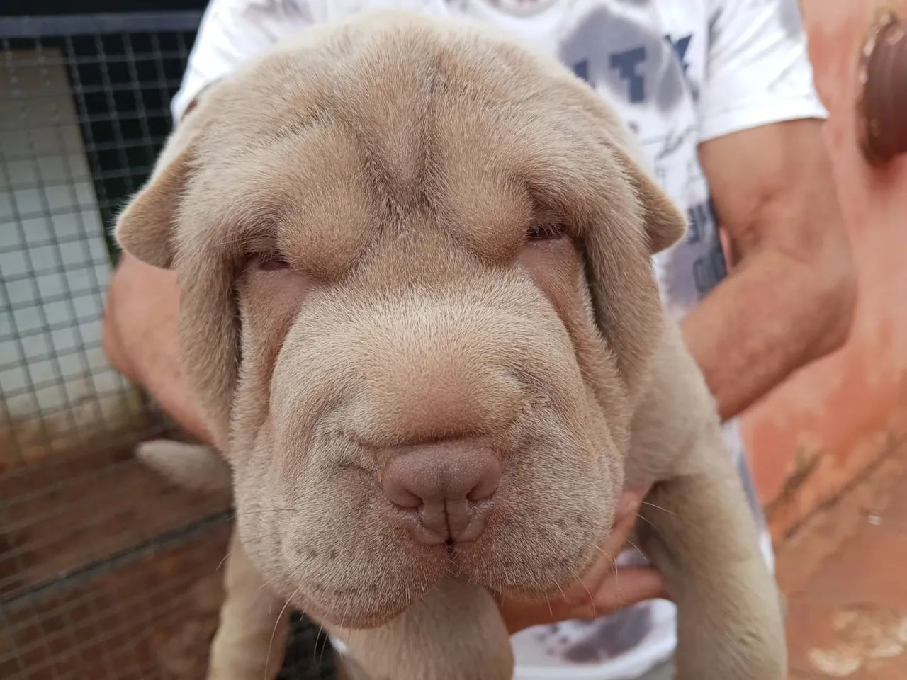 Shar pei - Foto 2