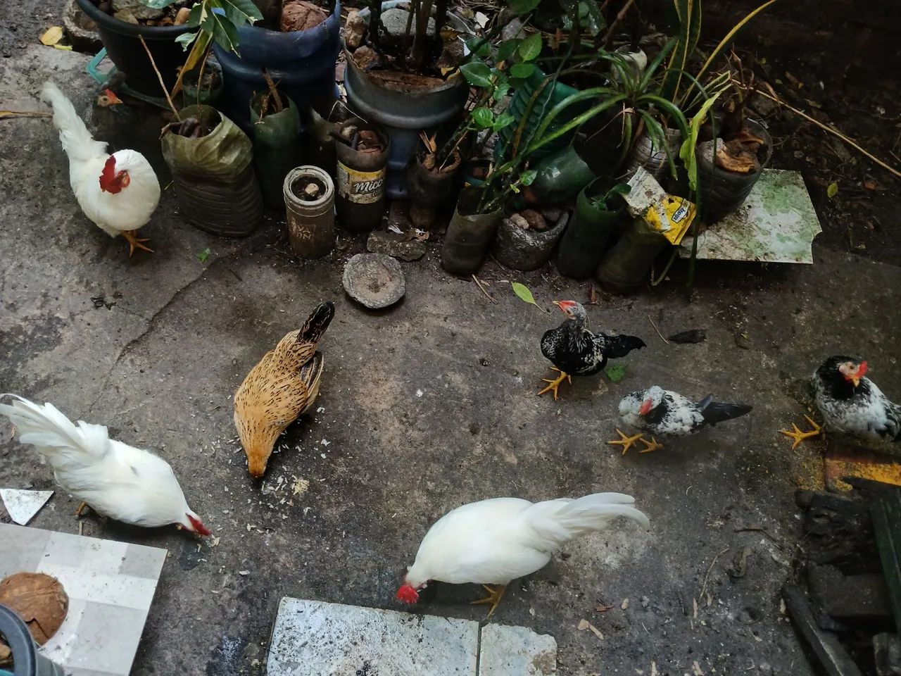 Galos ? garnizer  - Foto 2