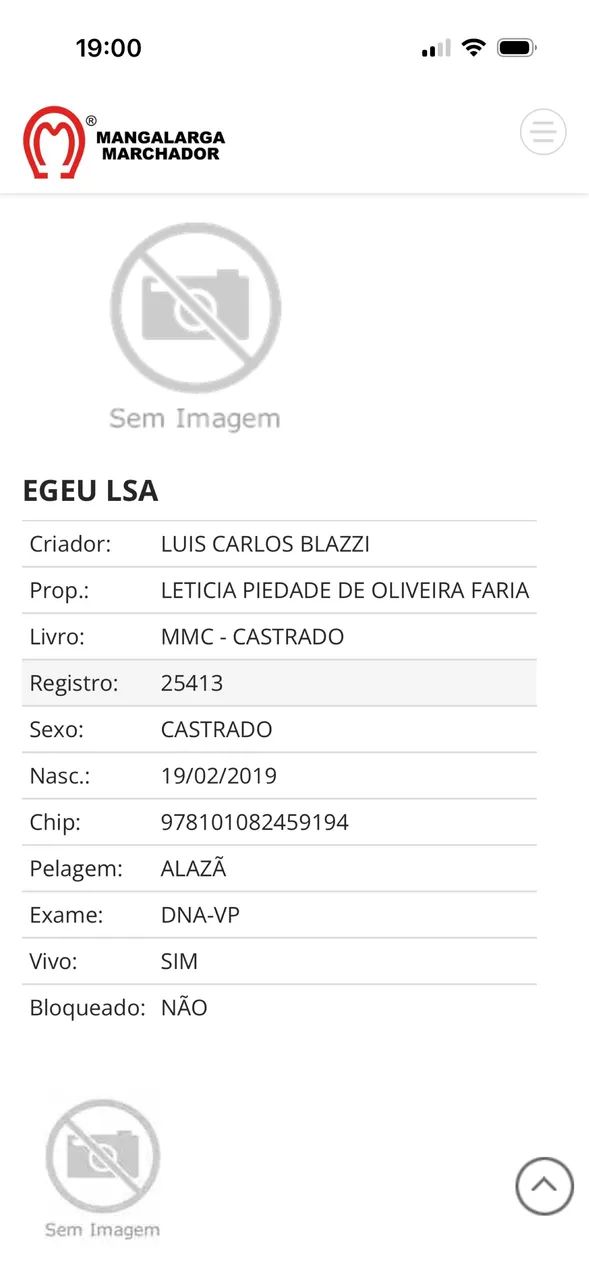 Cavalo  - Foto 2