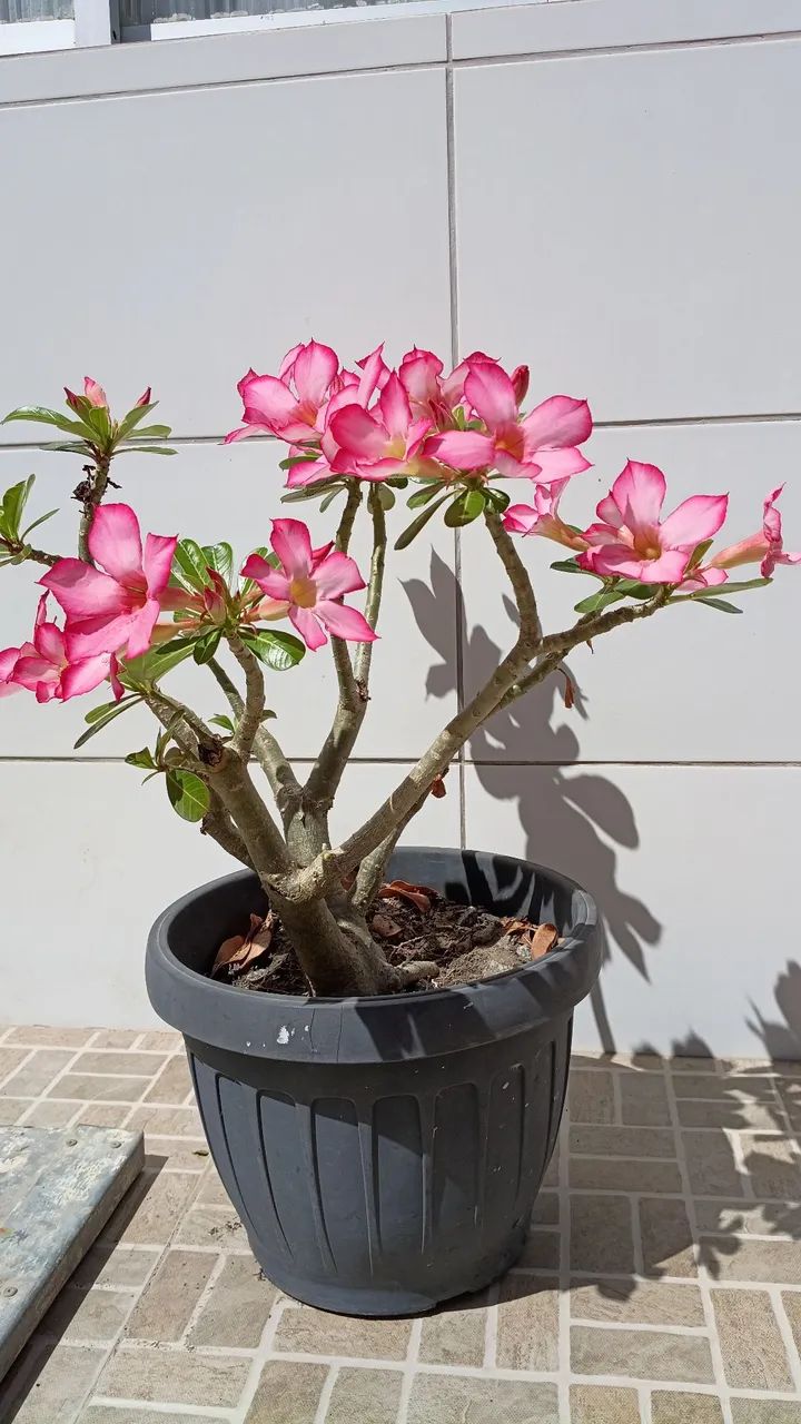 Planta Flor do deserto 