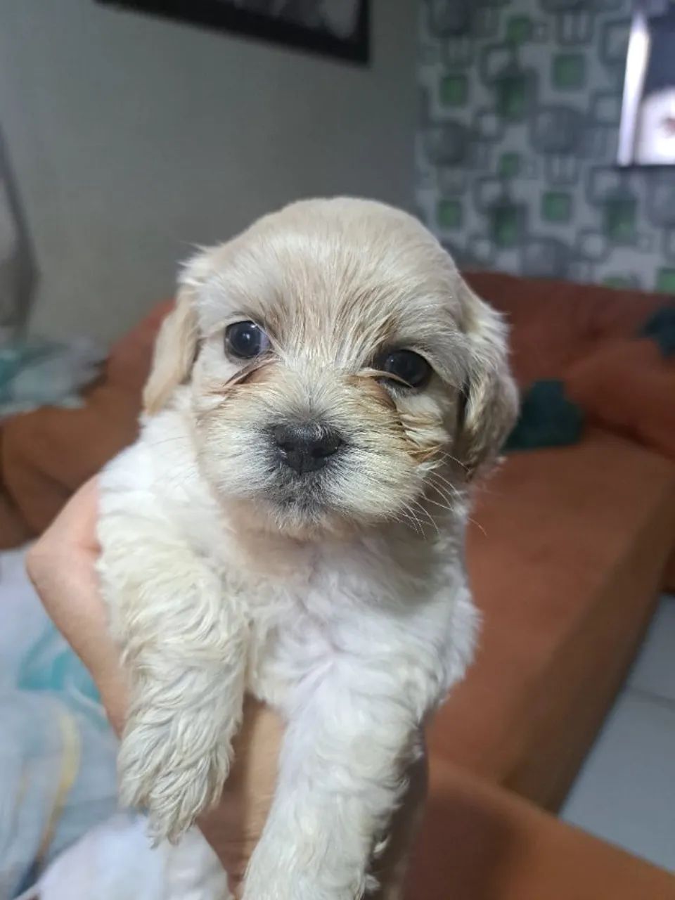 Lhasa apso - Foto 2