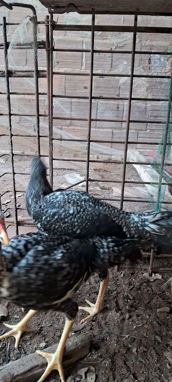 FRANGOS A VENDA  - Foto 3