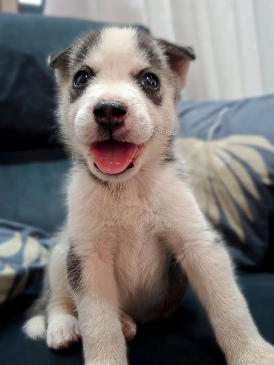 Husky  - Foto 5