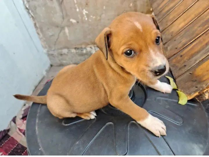 Adoção responsável  - Foto 3