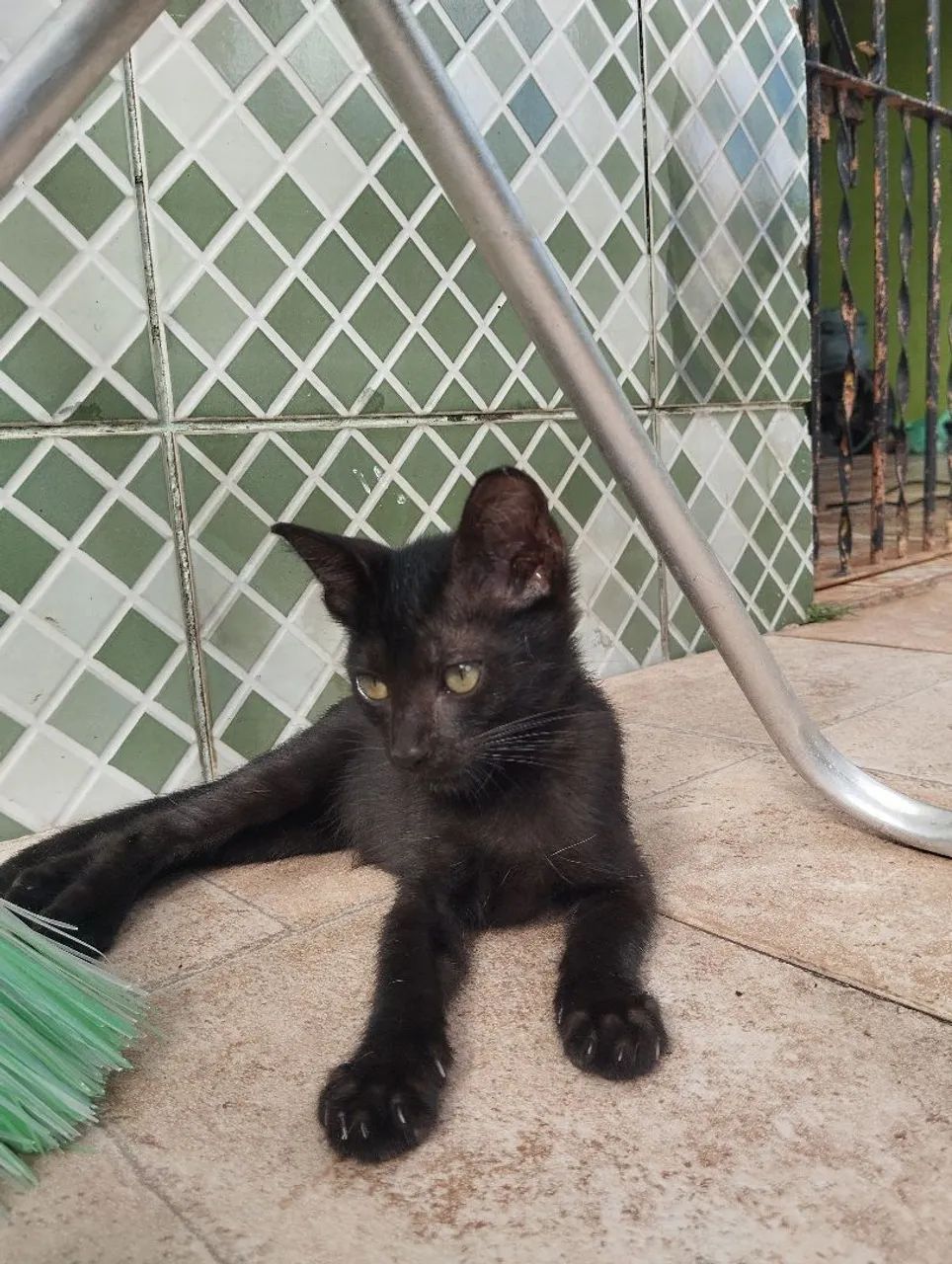 Gato macho doação dócil. - Foto 5