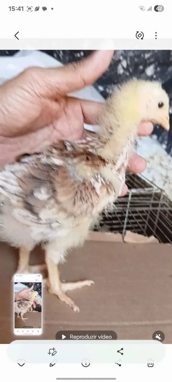 galinha gsb puras. - Foto 2