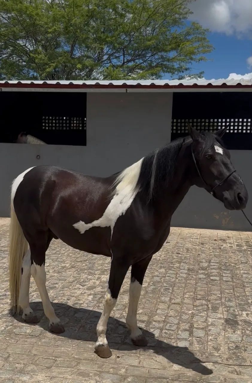 Cavalo mangalarga Pampa de Preto  - Foto 2