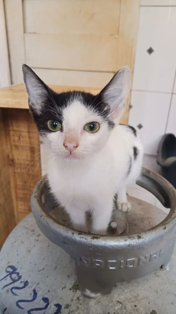 Adoção responsável de gatinho - Foto 2