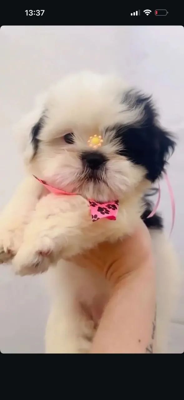 Shihtzu zero focinho com pedigree  - Foto 2
