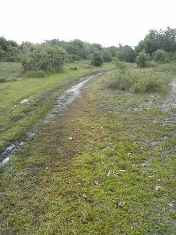 Jenipapo 840.000m2 pasto e floresta nativa - Foto 17